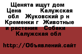 Щенята ищут дом › Цена ­ 100 - Калужская обл., Жуковский р-н, Кременки г. Животные и растения » Собаки   . Калужская обл.